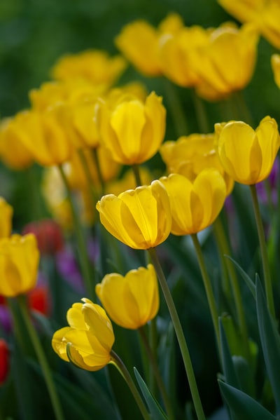 yellow tulip flowers